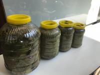 SALAMURA ASMA YAPRAĞI (5 KG LIK)