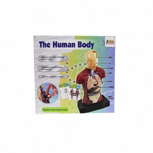 Asya Oyuncak İnsan Vücudu Modeli