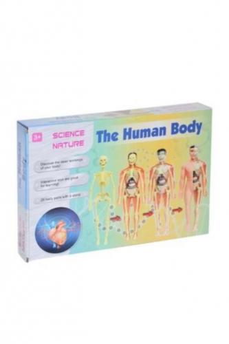 Asya Oyuncak İnsan Vücudu Ve İskelet Sistemi Modeli