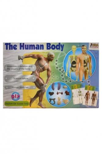 Asya Oyuncak İnsan Vücudu Ve İskelet Sistemi Modeli