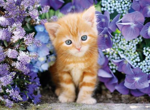 Clementoni Clementoni Ginger Cat 500 Parça Puzzle 95977