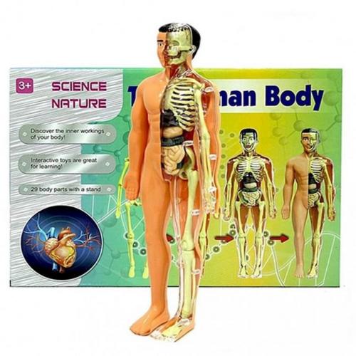 Kızılkaya İnsan Vücudu 3D Eğitim Seti 3302