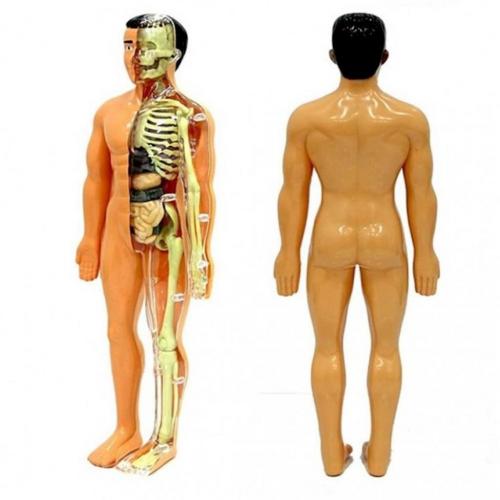 Kızılkaya İnsan Vücudu 3D Eğitim Seti 3302