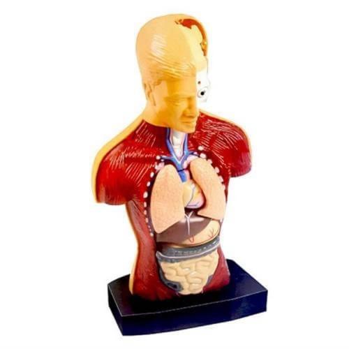Kızılkaya Yarım İnsan Vücudu 3D Eğitim Seti 3301