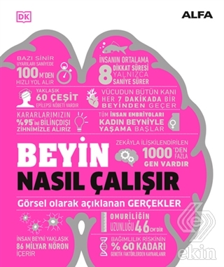 Beyin Nasıl Çalışır