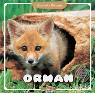 Orman - Hayvanlar Dünyası
