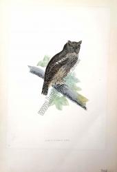 Kuşlar Scops-Eared Owl