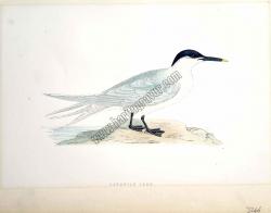 Kuşlar Sandwich Tern