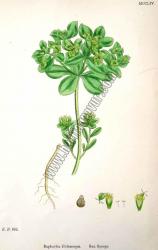 Euphorbia Helioscopia. Sun Spurge. Bitkiler 883
