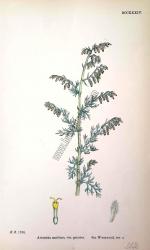 Artemisia maritima, var. genuina. Bitkiler 1706