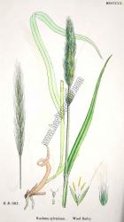 Hordeum sylvaticum. Wood Barley. Bitkiler 1317