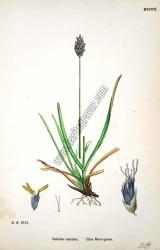 Sesleria caerulea. Blue Moor - grass. Bitkiler 1613