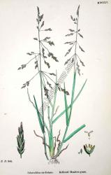 Sclerochloa eu - distans. Reflexed Meadow - grass.
Bitkiler 986