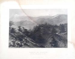 The Cedars of Lebanon [Lübnan]