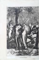 The Prince of Wales Hunting in the Terai: The
captive monarch
