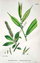 Salix cuspidata, foemina. Pointed - leaved Willow, female. Bitkiler 2962