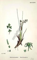 Scheuchzeria palustris. Marsh Scheuchzeria. Bitkiler 1801