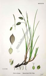 Carex eu - limosa. Narrow - leaved Mud Sedge. Bitkiler 2043