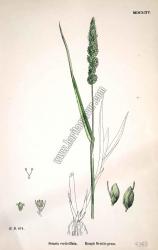 Setaria verticillata. Rough Bristle - grass. Bitkiler 874