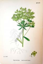 Euphorbia Esula. Leafy - branched Spurge. Bitkiler 1399