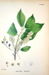 Prunus Padus. Bird Cherry. Bitkiler 1383