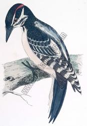 Kuşlar Hairy Woodpecker
