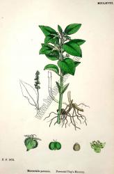 Mercurialis perennis. Bitkiler 1872