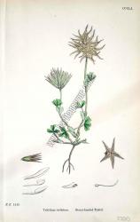 Trifolium stellatum. Starry - headed Trefoil. Bitkiler 1545