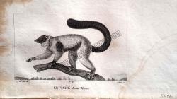 Le Vari Lemur Macaco