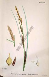 Carex ampullacea, var. genuina. Bitkiler 780