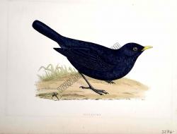 Kuşlar Blackbird