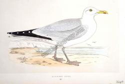 Kuşlar Herring Gull
