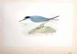 Kuşlar Lesser Tern