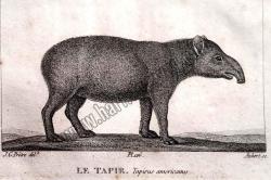 Le Tapir Tapirus americanus