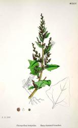Chenopodium botryoides. Many - clustered
Goosefoot. Bitkiler 2247