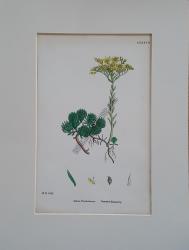 Sedum Forsterianum. Bitkiler 1802