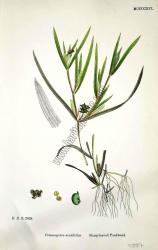 Potamogeton acutifolius. Sharp - leaved Pondweed. Bitkiler 2609