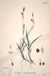 Carex vaginata. Short brown - spiked Sedge. Bitkiler 2731