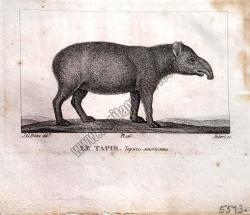 Le Tapir Tapirus americanus