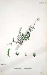 Arenaria ciliata. Fringed Sandwort. Bitkiler 1745