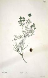Nitella gracilis. Bitkiler 2140