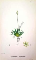 Tofieldia palustris. Scottish Asphodel. Bitkiler 536