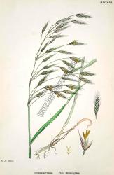 Bromus arvensis. Field Brome - grass. Bitkiler
1984