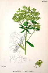 Euphorbia Esula. Leafy - branched Spurge. Bitkiler
1399