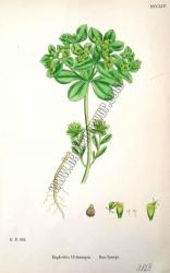Euphorbia Helioscopia. Sun Spurge. Bitkiler 883