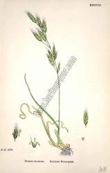 Bromus racemosus. Racemose Brome - grass. Bitkiler 1079