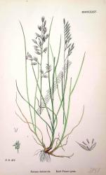Festuca duriuscula. Hard Fescue - grass. Bitkiler 470