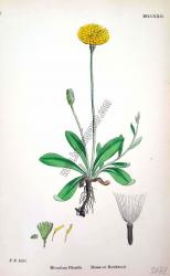 Hieracium Pilosella. Bitkiler 1093