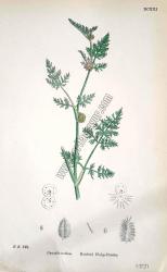 Caucalis nodosa. Knotted Hedge - Parsley