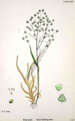 Hordeum murinum. Wall Barley. Bitkiler 1971